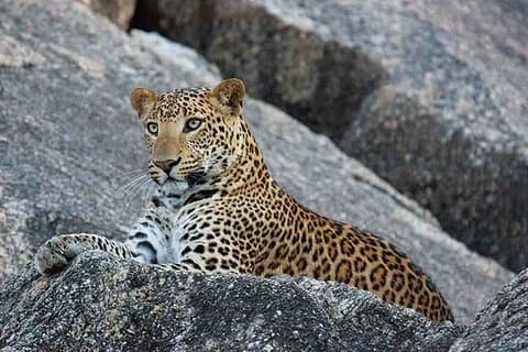 Ranakpur Leopard Jeep Safari