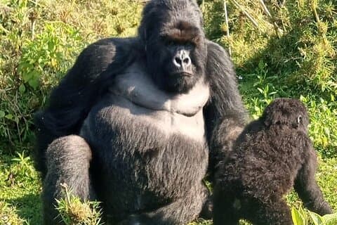 Safari clássico de 15 dias em Uganda