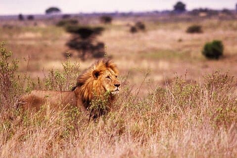 Safari d'une journée au départ de Zanzibar avec déjeuner et prise en charge