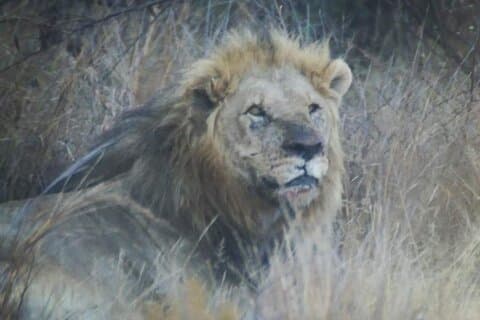 Private Pilanesberg Nationalpark Safari, BIG 5 Ganztages