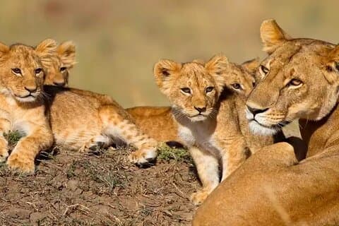 5-Days Private Safari in Tanzania with Pick Up