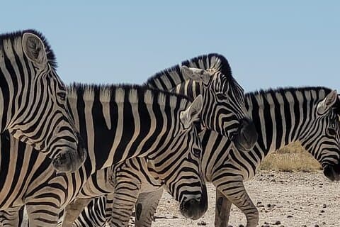 Private 11-Day Tour Self-Drive for Beginners Safari in Namibia