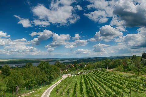 Naturlig vinprovning med fantastisk utsikt