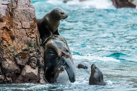 Full day tour in Ballestas Islands Ica Huacachina from Paracas