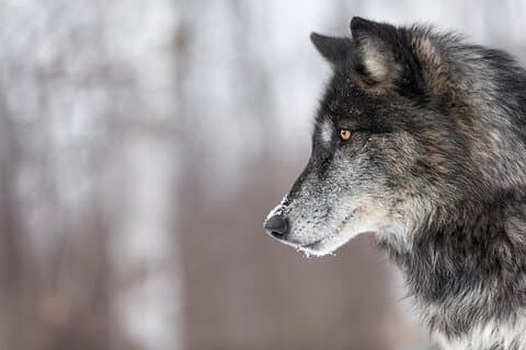 Yellowstone Wolves and Winter 4Day/3Night Adventure from Montana