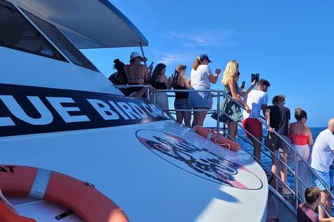 Halbtägige Kreuzfahrttour - Delfin- und Walbeobachtung