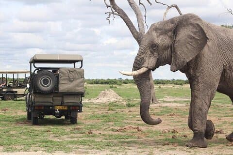 Full-Day Chobe Safari from Victoria Falls with Lunch