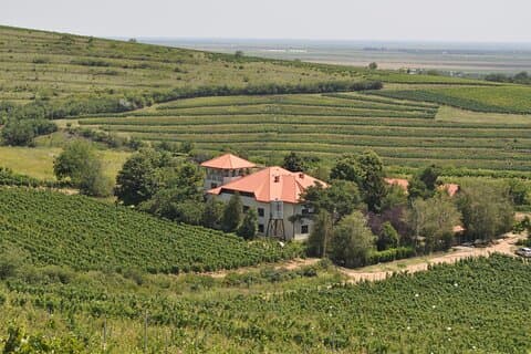 Dégustation privée de vins roumains à Urlați