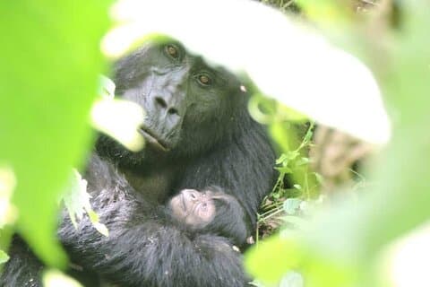4 dagers flyvende gorillavandring Luksussafari-Bwindi N. Park