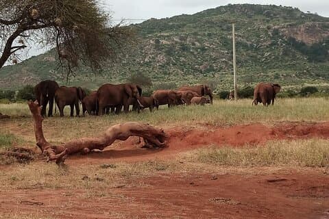 6 Days Kenya Masai Mara,Lake Nakuru & Amboseli Wildlife Safari