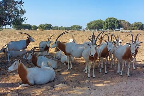 Nationaal Park Souss Massa Trip vanuit Agadir