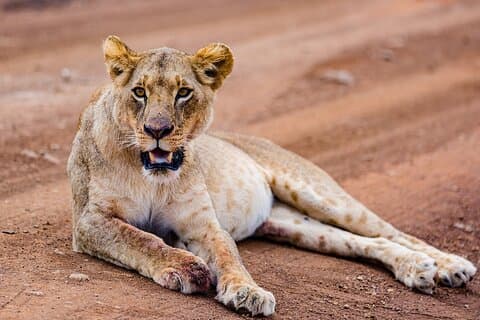 5 Dias de Aventura Pura: Maasai Mara, Lago Nakuru e Portão do Inferno
