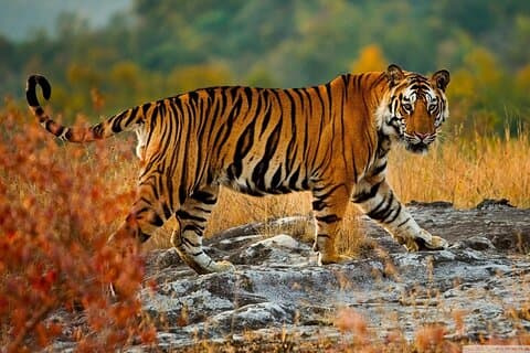 Enkelvägs privat transfer från Agra till Ranthambore