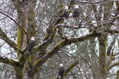 Bald Eagles redeområdetur ved Skagit-floden
