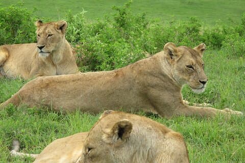Lago Manyara de 5 días, Serengeti, cráter de Ngorongoro y Tarangire