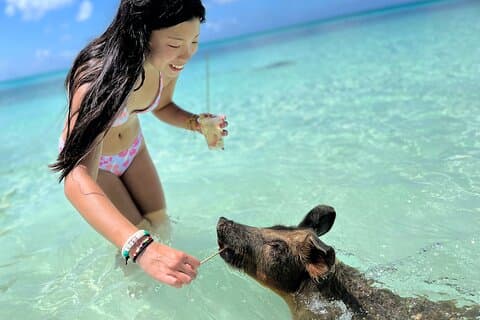 Experiência de porcos nadadores nas Bahamas na Ilha Rose