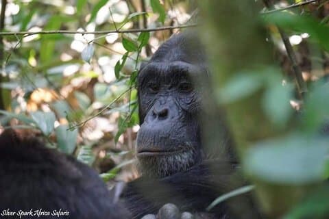 13-tägiger Uganda Mgahinga Gorilla Trek, Massai Amboseli Park