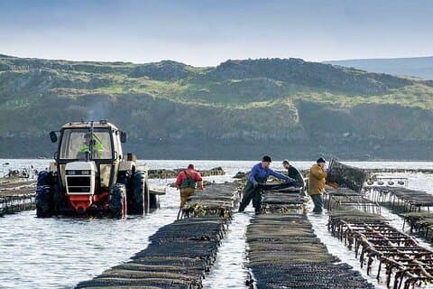 Oyster Farm och provsmakningsupplevelse