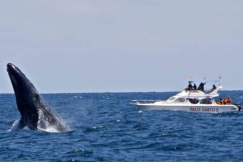 Full-Day Whale Watching Tour in Samana Bay from Santo Domingo