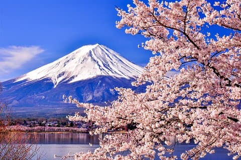 Fuji Cherry Blossom en dagstur från Tokyo med privatbil