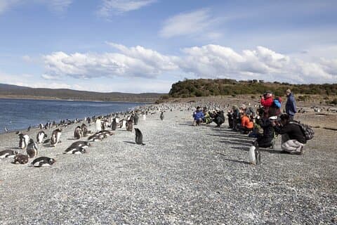 Ushuaia: Isla Martillo Caminata entre Pingüinos Navegacion Lobos