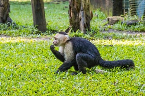 アドオン付きのガンバリンバ公園での動物の目撃とウォーキングツアー