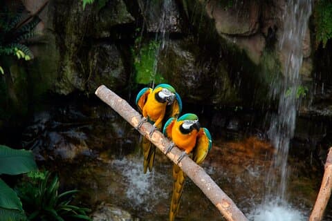 5 Day Tambopata Amazon Tour – Jungle & Wildlife Trip
