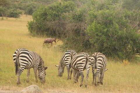 2-tägige Wildtiersafari im Lake-Mburo-Nationalpark