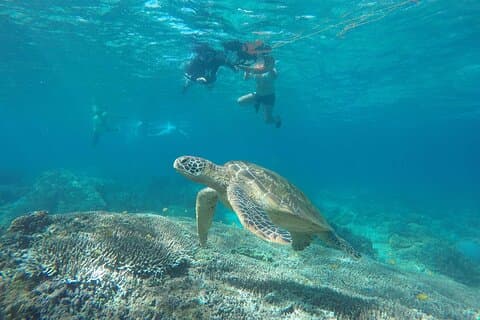 Excursion d'une journée complète sur l'île d'Apo au départ de Dumaguete