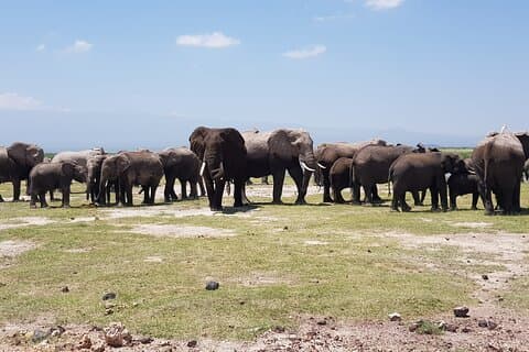 2 Dagen Amboseli Park Overnachting Privésafari