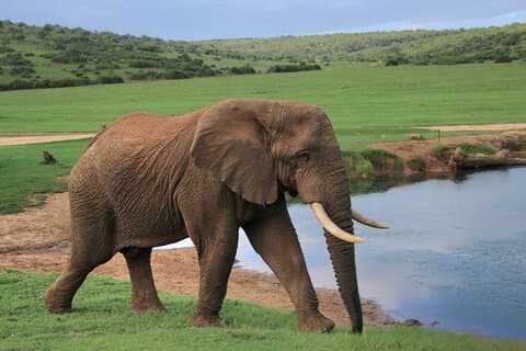 Schotia Big 5 Safari Port Elizabeth (optionale Unterkunft)