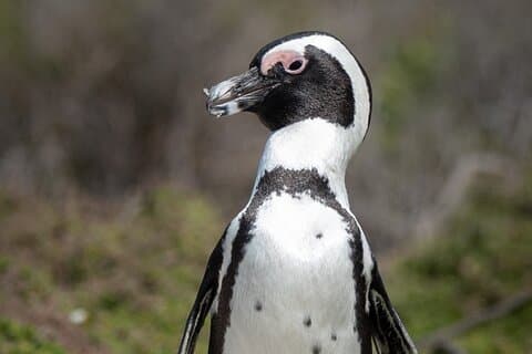 Cape Peninsula & Penguins Private Day Tour, Entrances Included.