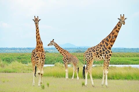 Tour di 12 giorni con gorilla, scimpanzé e budget per la fauna selvatica