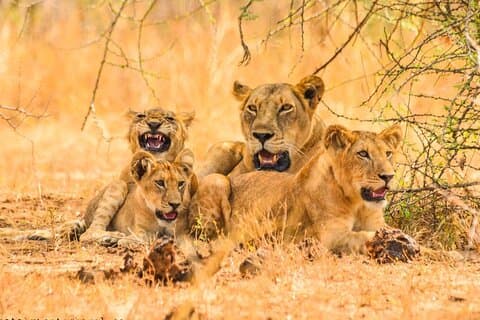 Safari de vida selvagem de 15 dias e caminhada de gorila em Uganda