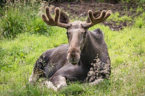 Ranua Wildlife Park in zomer en herfst vanuit Rovaniemi