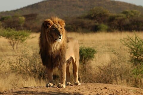 Fra Arusha: 11 dager Lake Hopping Safari