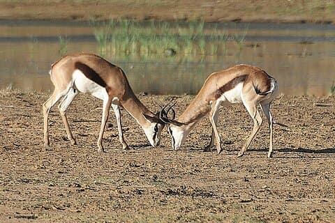 Aquila Big 5 Safari com degustação de vinhos e queijos da Cidade do Cabo