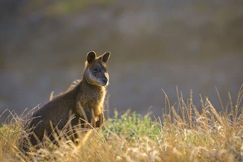 Phillip Island Small-Group Penguins & Wine Tour from Melbourne