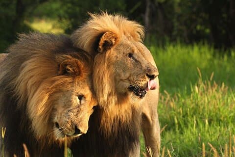 Half Day Safari Hluhluwe Imfolozi Game Reserve from Richards Bay