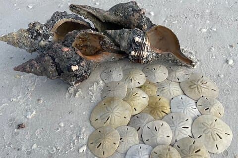4 Hour Ten Thousand Islands Shelling Trip