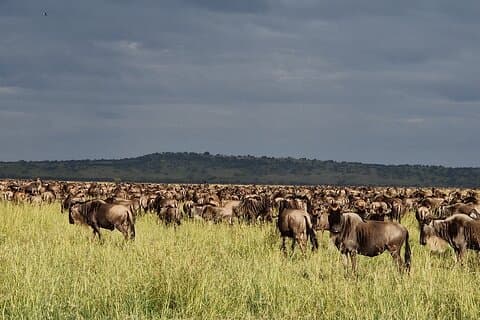 Privat 8-dagers Mara River Crossing Serengeti Wildebeest Migration