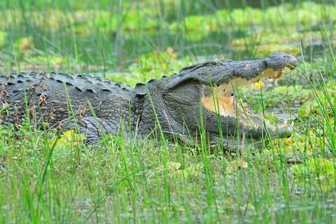 Glamping & Safari - Wilpattu National Park 1 natt 2 dagar