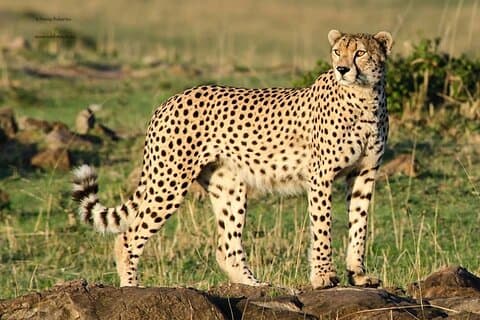 プレトリア発アン ヴァン ダイク チーター センターの半日ツアー