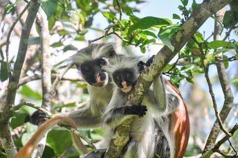 Zanzibar: Jozaniskogen, Röd colobus, Rock Restaurant tour