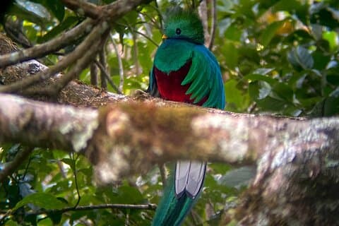 Vogelbeobachtungstour mit Ortskundiger Reiseleiter + Fernglas