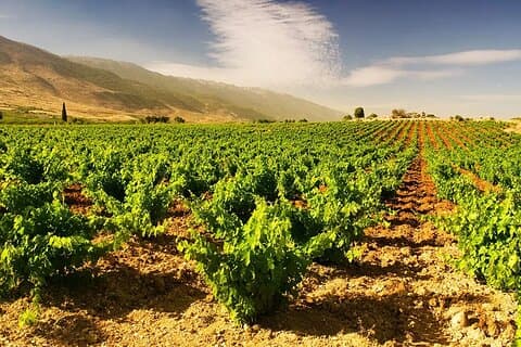 Byblos Wineries Tour