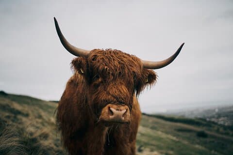 Private geführte Tagestour in den schottischen Highlands