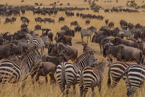 8 Days Exploring Tanzania Northern Circuit National Parks