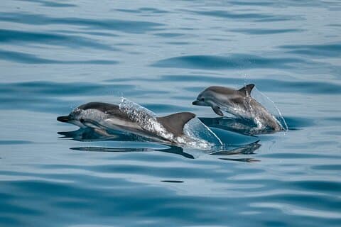 Dolphin Adventure in Sotogrande with Drink Included