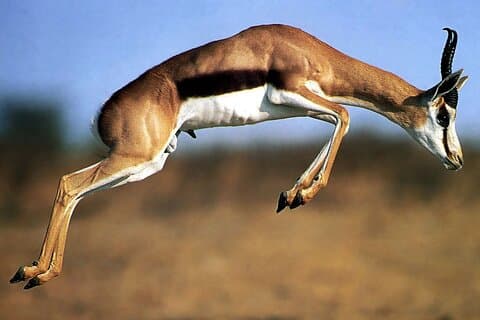5-Day Private Tour Mikumi National Park and Selous Game Reserve
